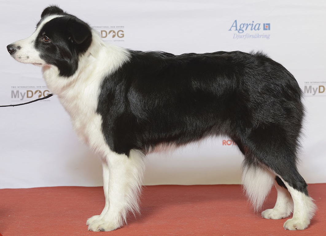Border Collie Club Czech Republic