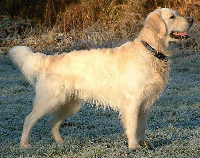 Retriever Klub CZ — sekce zlatý retriever