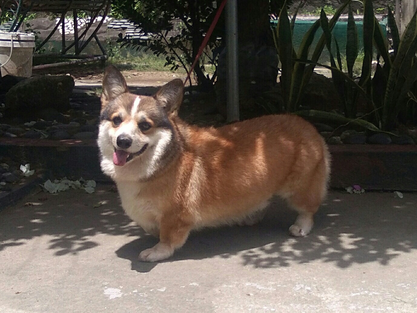 Welsh Corgi a Kelpie klub CZ